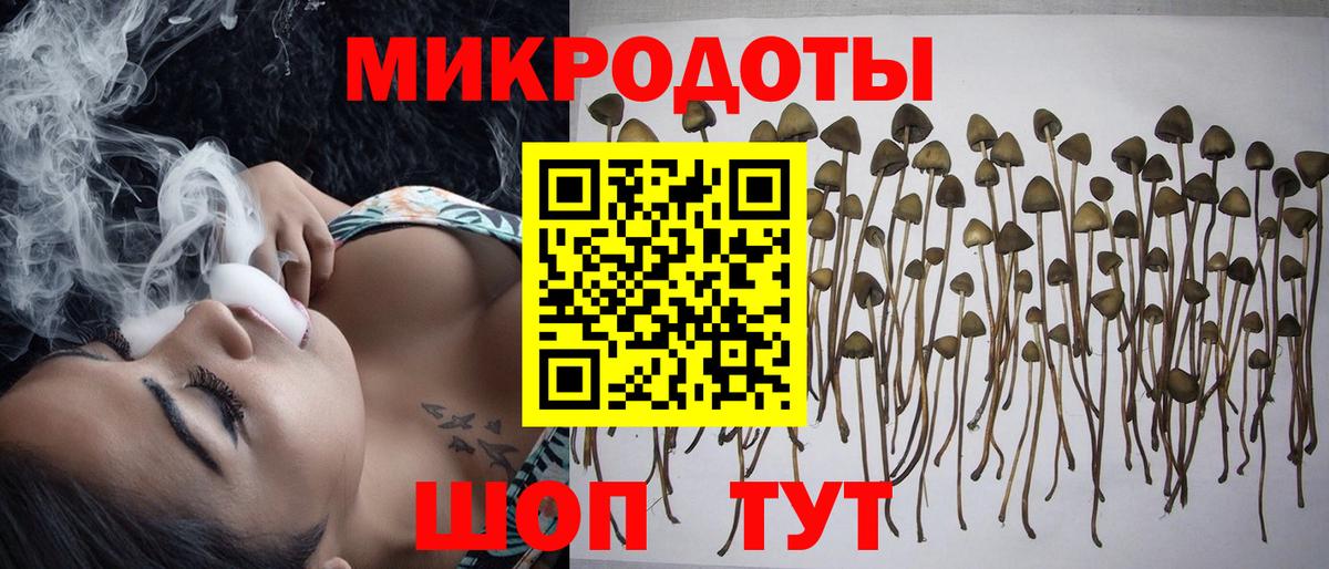 Галлюциногенные грибы Psilocybine cubensis Москва